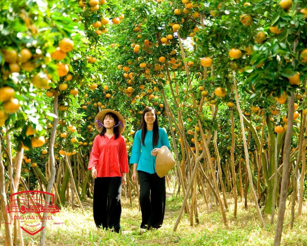 Vườn cam tại vườn cây ăn trái Cái Mơn